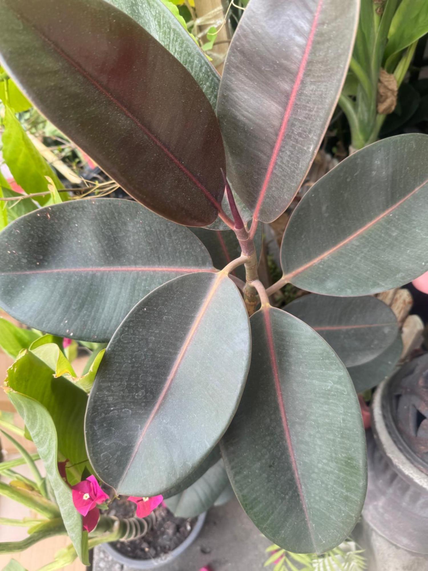 Chiang Mai Panda Hostel מראה חיצוני תמונה